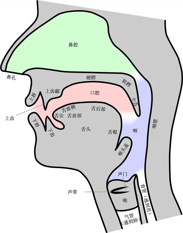 构音器官